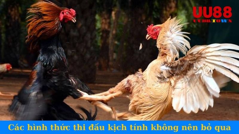 Các hình thức thi đấu kịch tính không nên bỏ qua