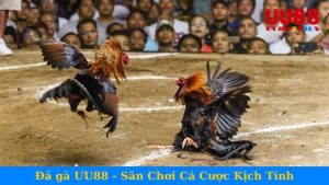 Đá gà UU88 - Sân Chơi Cá Cược Kịch Tính