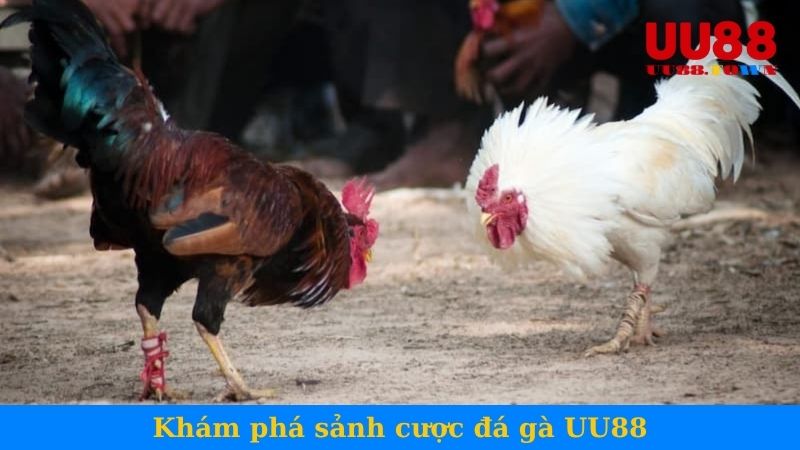 Khám phá sảnh cược đá gà UU88