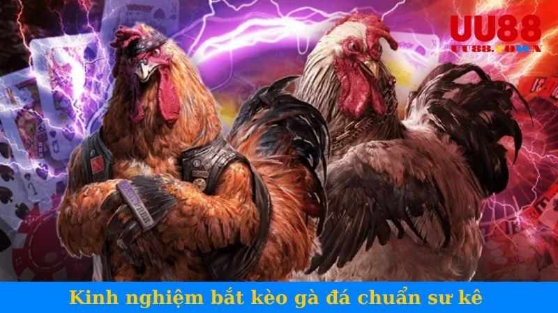 Kinh nghiệm bắt kèo gà đá chuẩn sư kê 