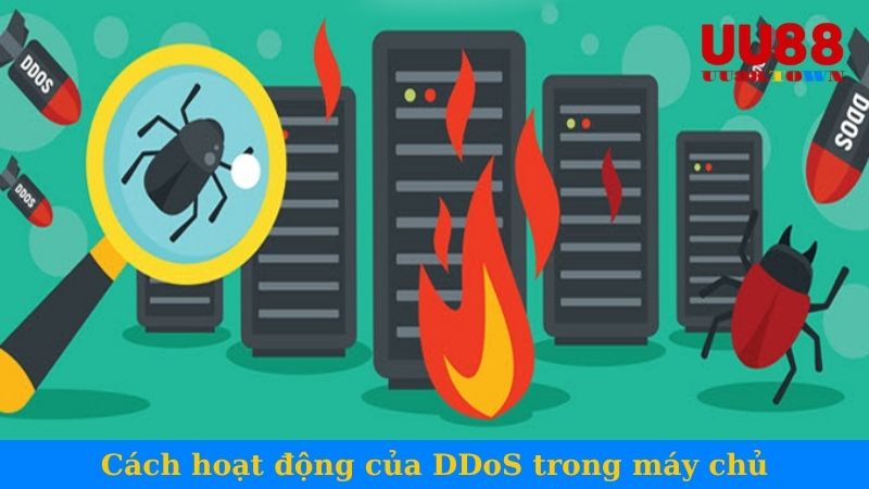 Cách hoạt động của DDoS trong máy chủ