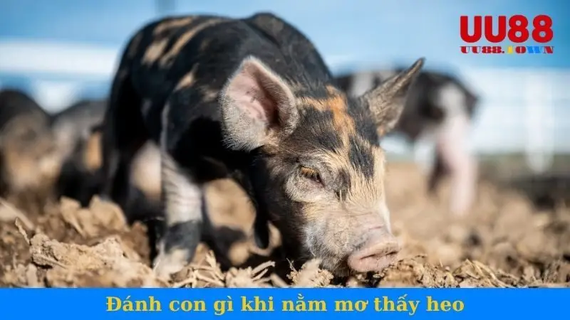 Đánh con gì khi nằm mơ thấy heo tại UU88?