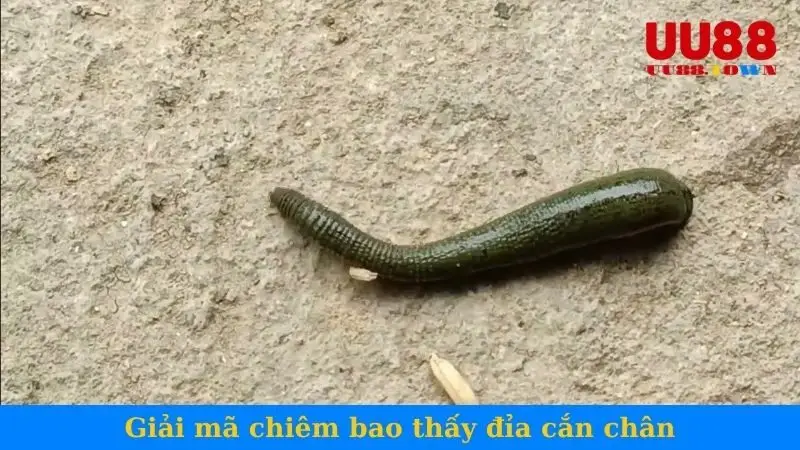 Chuyên gia UU88 giải mã chiêm bao thấy đỉa cắn chân
