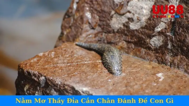 Nằm Mơ Thấy Đỉa Cắn Chân Đánh Đề Con Gì