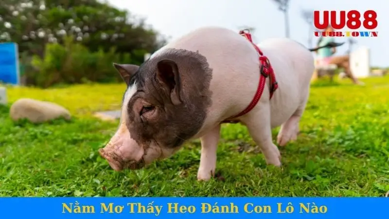 Nằm Mơ Thấy Heo Đánh Con Lô Nào